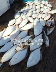 9월13일 대광어~참돔,우럭등 다양한 손맛~마릿수조황~내일도 갑니다~ 군산낚시프라자 범고래호