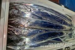 마량대성1호 9월14일조황 오늘도 꾸준한 입질에 한가득 담아왔습니다