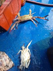 (뉴~패밀리호) 백도권 갈치 조황입니다.