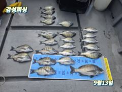 12일.13일(일)4짜.3짜마릿수감성돔소식~