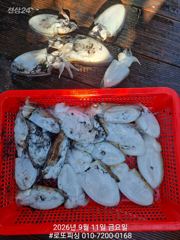 [사천] 주말 갑돌이 조황 ~ 본격적으로 쭈꾸미 출조 합니다