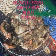 [고성] 사량도돌문어 갑오징어 장원 23수갑 이20수 등등 마리수굿 선비…