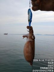 14일, 군산쭈꾸미~ 싸이즈도 점점~물때 상관없이 제대로 나오네요~~~군산낚시프라자 스마트호