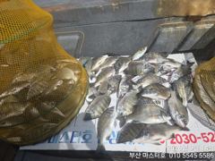[부산] 가덕 마스터호 월요일 감시 조황
