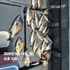 [마산] 돔앤돔호 오늘조황 입니다.38이하 마릿수.,