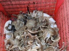 평택항 수성호 9월13일 쭈갑 조황입니다.
