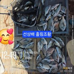 [고성] 병실 감성돔35외 마리수 농어 숭어 마리수 선상배 및선외기흘림…