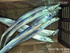 통영뉴명성호먼바다대갈치출조황입니다내일자리여유있습니다(010.3569.4607)
