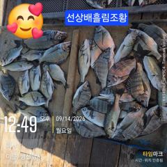 병산 감성돔35외 마리수 농어 숭어 마리수 선상배및 선외기 흘림조황~~
