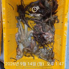 문어 장원 또 17마리 씨알!!