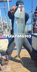 [부산 유강피싱] 유강호 부산권 부시리 파핑 지깅 조황입니다.