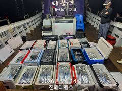 14일 입항 내만갈치 정신없이 바쁘게 잡았습니다. 화요일부터 예약가능.