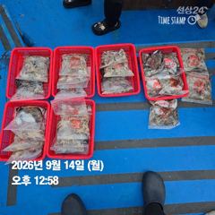 [안면도 전투피싱 선단 그레이스호] 10물 오전 갑·쭈 조황｜갑오징어 평균 50수!