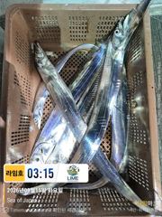 갈치 찾아 서쪽 나들이. 날 좋으면 기대 할만 하긋네요. ~