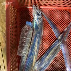 화북포구 빅보스피싱호 갈치 조황 사진