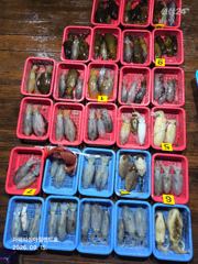 팁런) 무늬 덩치가 훌쩍 커졌네요~(1500만원 이벤트)