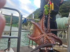 "돌문어"연일 120수180수230수등 1800g1700g150g외 KKKK들과 전원 마릿수손맛~