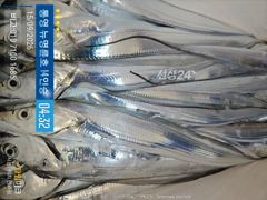 ＜＜통영 뉴명륜호 14인승＞＞ 씨알좋은 왕갈치 입항조황^^ (예약 010-7100-1685)