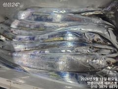 은빛 대갈치 만쿨에 도장도 찍고 오늘자리