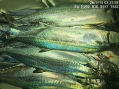 [거제] 거제 뉴 진성호 8월 14일 야간 외줄 칼치 아침 결과입니다
