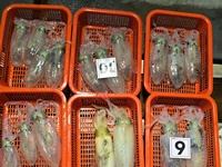 13일 무늬오징어] 23수 14수 10수 등등 마릿수 좋고 (오늘 수 목 금 토 일 예약가능)
