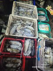 [거제] 어초ㆍ여밭감성돔/뺀찌/벵에돔 4대돔 핫~