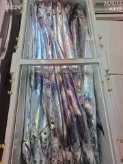 먼바다갈치 오늘도 출동~ 예약가능