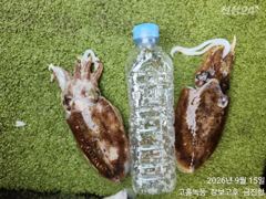[고흥,녹동] 추석재수용 녹동돌문어 대박조황 ~