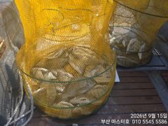 [부산] 부산 가덕 마스터호 감시 조황