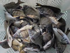 [마산] 진동호 14일 감성돔 마리수 초대박
