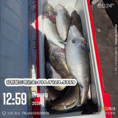 임원항드래곤호 왕대구 조황입니다
