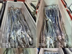 [통영] 통영영운호14석) 먼바다 왕갈치 전원 골고루 많이 잡았습니다