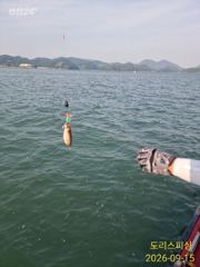 [사천] 내일도갑오징어 주서담으러갑니다 자리여유
