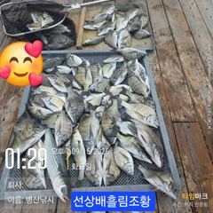 병산 9/15 감성돔39외 마리수 농어 수어 선상배및 선외기흘림조황