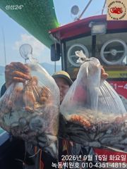 [고흥,녹동] 문어 중다마 잘나오네요