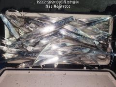 [진해] 내만갈치.물반갈치반.
