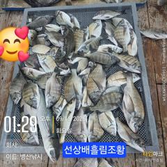 [고성] 병산 감성돔39외 마리수 선상배 및 선외기 흘림조황~~