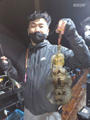 26.0914 월요일 무늬오징어 조황 장원21 총187 신신호팁런 선상낚시무늬오징어