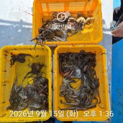 [사천] 요즘 문어 경매가!