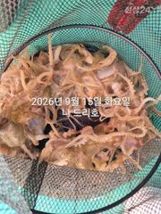 15일, 군산쭈꾸미~ 싸이즈도 점점 좋아져요~내일도 갑니다~군산낚시프라자 나드리호