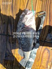 [군산] 9월15일 날씨도 상관없다~초대박 "대광어"~오늘도 굿굿굿~참돔…
