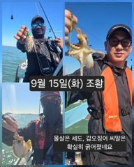 [피닉스피싱호] 9월 15일(화) 체험낚시 조황 - 물살은 세도, 갑오징어 씨알은 확실히 굵어졌네요