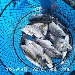 [사천] 삼천포 내만권 감성돔