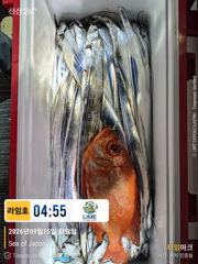 갈치 찾아 서쪽 나들이.. 오호 이번 태풍 지나가면 기대되네..~! 헉 이건 뿔돔. 이게 여기서.~!