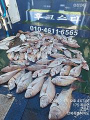 야미도후크스타호 9/15(화) 참돔 대박 조황