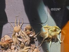 돌문어포인트마다퍽~퍽25수21수외마릿수굿~굿
