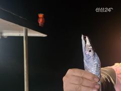 (은별호) 9/15. 내만갈치 조황입니다