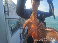"여밭돌문어" 대물은 없지만 개인17수14수12수10수등 마릿수조황~
