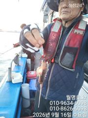 16일, 군산쭈꾸미~ 싸이즈도 점점~오늘도 나오네요~오전/오후반 전문~실시간~군산낚시프라자 월명호