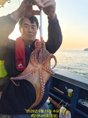 9/16 군산나래호(킹덤) 주간문어 실시간입니다. 내일 자리 여유있습니다
